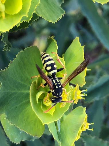 Naturalezadebarrio en Hamelin: Fauna  (l'Arboç), #Polinización#insectosenpeligrodeextincion#cambioclimatico#naturalezadebarrio@naturalezadebarrio