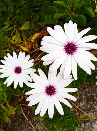Mariajesussuarez82 en Hamelin: Flora, Flores de mi Jardín!!