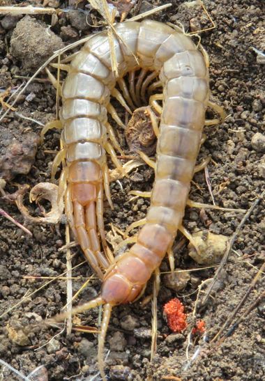 Solerantonio2 en Hamelin: Fauna  (Níjar), Insecto
