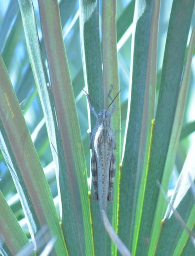 Solerantonio2 en Hamelin: Fauna  (Mojácar), Insecto