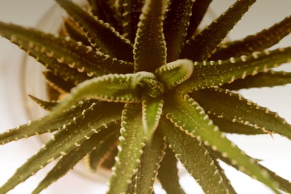Neto en Hamelin: Flora, #cactus #plant #green #perspective 