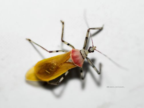 juanandrescardona01 en Hamelin: Fauna  (Medellín), Chinche asesino 🪲 
#bugs #bichos #insectos #insects #chinche #macro_captures_ #macrophotography #macro ...