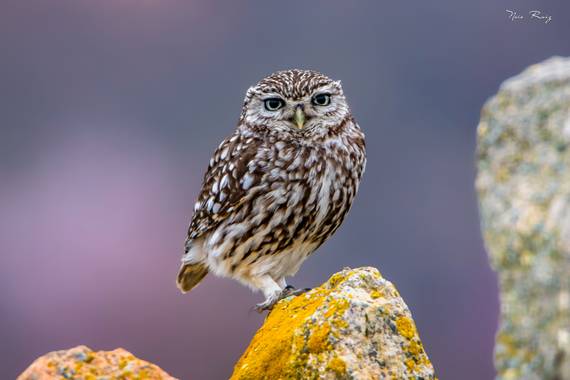 Naia Ruiz en Hamelin: Fauna  (Bernuy de Porreros), Athene noctua (Scopoli, 1769), Mochuelo Europeo
#aves21 #mochuelo 