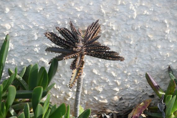 Solerantonio2 en Hamelin: Flora  (Almeria), Planta 