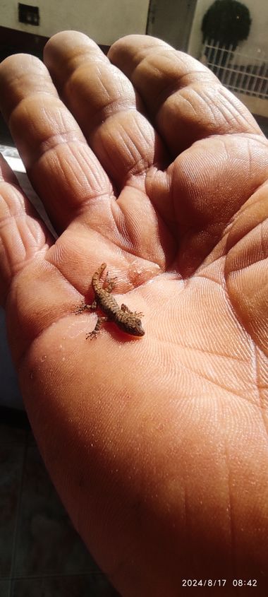 Krished en Hamelin: Fauna 
