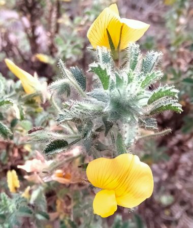 Solerantonio2 en Hamelin: Flora  (Níjar), Planta