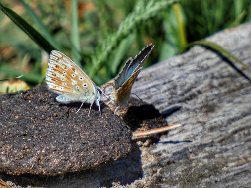 mariale en Hamelin: Fauna, 🦋 💙 🦋 
📸 #marialemdza
💙 🦋 💙 
#BellezaNatural  #macro #macroflowers #naturaleza #mariposas #macrophotography  #mariposa #...