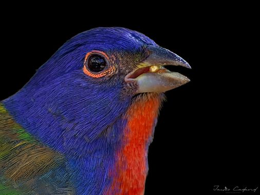 Jairo Cadavid en Hamelin: Fauna  (Solidaridad), Passerina ciris (Linnaeus, 1758), #aves #colombia #hamelin #wildlife #birds #beautiful #nature #bird #birds...