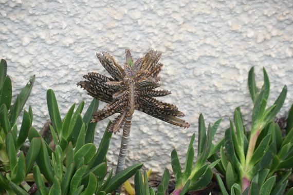 Solerantonio2 en Hamelin: Flora  (Camino Viejo del Faro), Planta
