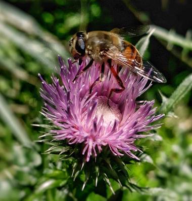Cr93734 en Hamelin: Fauna  (Ciudad de Buenos Aires), Eristalis es un numeroso género de dípteros braquíceros de la familia Syrphidae (moscas de las flores)...