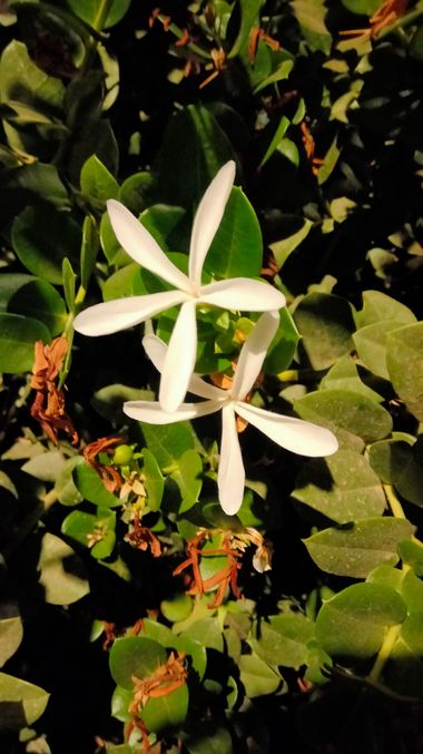 Solerantonio2 en Hamelin: Flora  (Almeria), Carissa macrocarpa, Planta