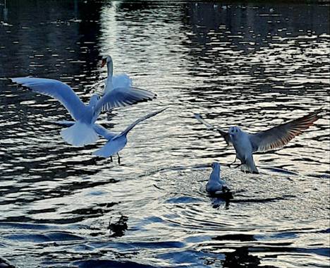 Naomi en Hamelin: Paisaje  (Sabadell), #fauna#lago#noche#invierno20#parquedeCataluña