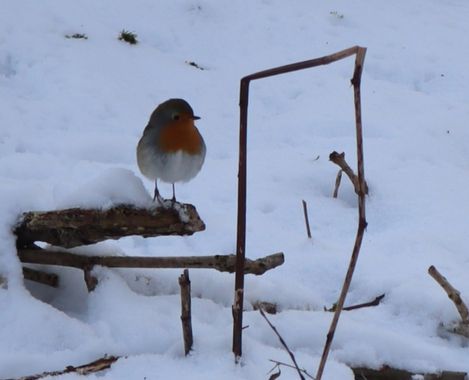 Eva.160968 en Hamelin: Fauna  (Jette), Erithacus rubecula (Linnaeus, 1758), #petirrojo 