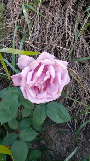 Solerantonio2 en Hamelin: Flora  (Almería), Rosas de jardin