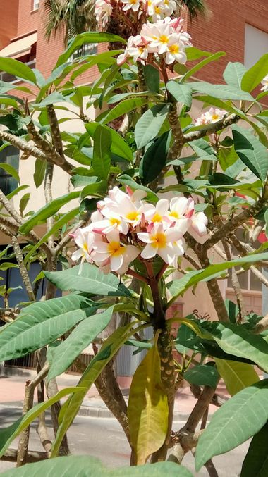 Solerantonio2 en Hamelin: Flora  (Calle Celia), Planta