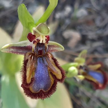 Javier Cañas Martín  en Hamelin: Flora, Ophrys speculum, Espejo de Venus 