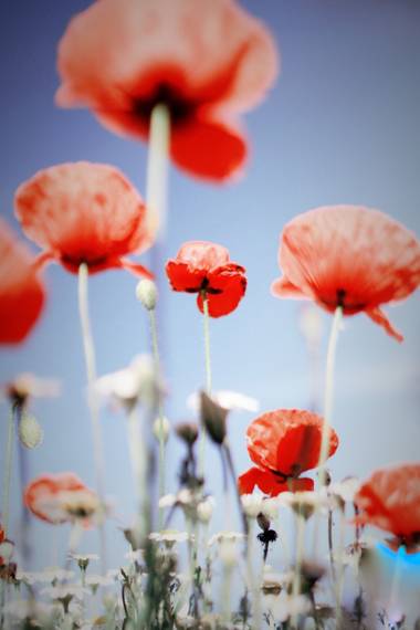 Conbyconv en Hamelin: Flora  (Fuenlabrada), #parquesyjardines  #flores #amapolas