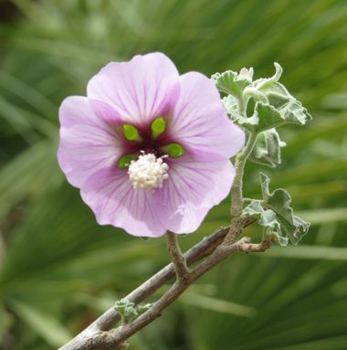 Solerantonio2 en Hamelin: Flora  (Níjar), Malva subovata, Planta