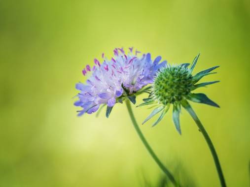 Tomasbejar en Hamelin: Flora  (Alcoy), #flor 
