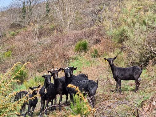 Marijohz en Hamelin: Fauna  (Ezcaray), Las negras curiosas