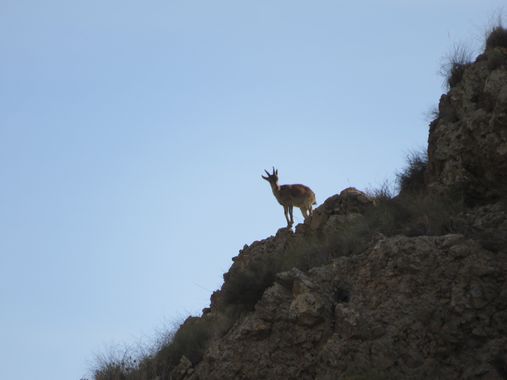 Solerantonio2 en Hamelin: Fauna  (Níjar), Cabra