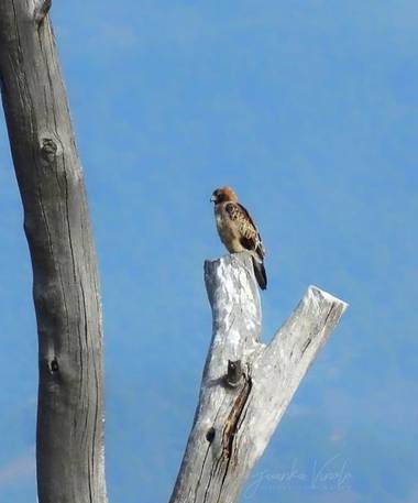 Juankafv en Hamelin: Fauna  (Málaga), Hieraaetus pennatus (Gmelin, 1788), Preciosa Aguila Calzada 

#aguila #rapaces #rapaz #eagle #fotografia #malaga #esp...