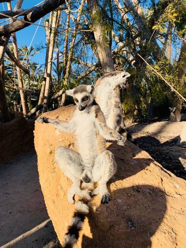 carogv1995 en Hamelin: Fauna, #Fauna #lemur #meditando #animales