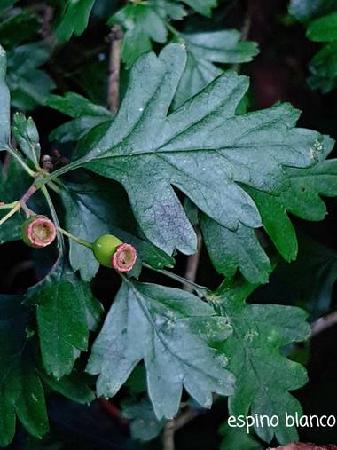 Mpinfante en Hamelin: Flora, Crataegus monogyna, .