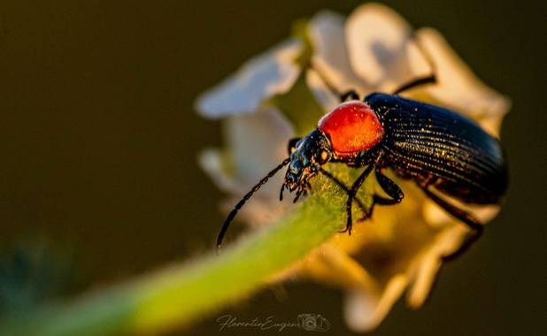 Florentinoeugenio en Hamelin: Fauna  (Rivas-Vaciamadrid), #bugs 