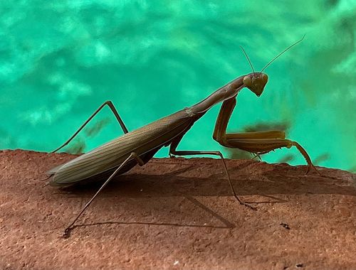 su en Hamelin: Fauna  (Ronda), #insecto #mantisreligiosa 