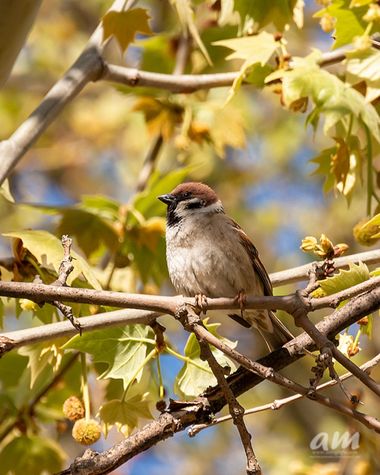 Martinezantonio.correo en Hamelin: Fauna  (Madrid), Passer montanus (Linnaeus, 1758), #aves