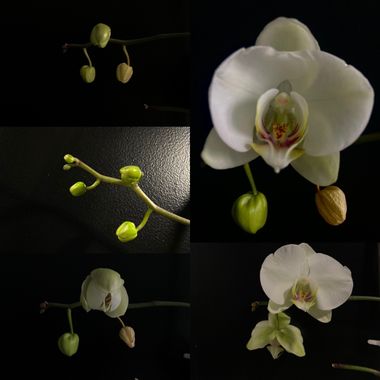 Paulagomezsancl en Hamelin: Flora  (Getafe), Phalaenopsis amabilis, 🌱🌸