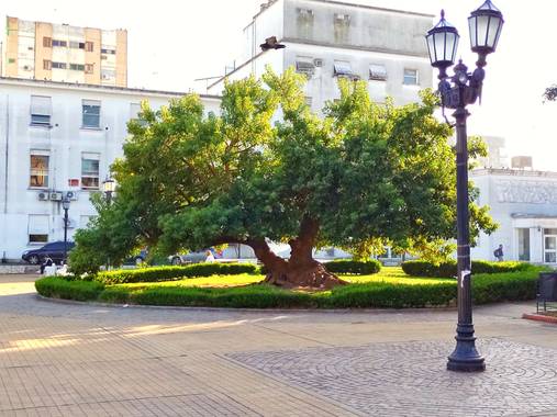 matiasoloboslima en Hamelin: Paisaje  (Morón), @moron @argentina #ombu 