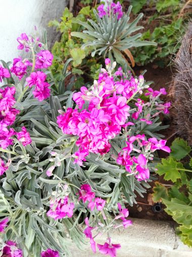 Solerantonio2 en Hamelin: Flora  (Níjar), Matthiola incana, Planta