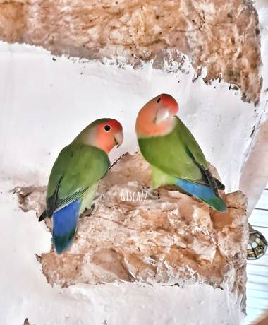 gisca72 en Hamelin: Fauna, Agapornis roseicollis (Vieillot, 1818), #aves21 