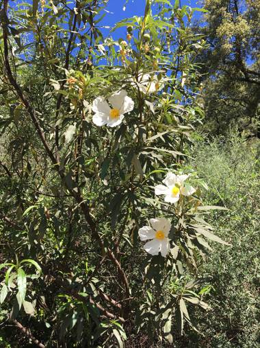 auricahk en Hamelin: Flora, Cistus ladanifer, Costa Del Sol 