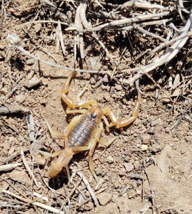 Solerantonio2 en Hamelin: Fauna  (Níjar), Escorpión amarillo