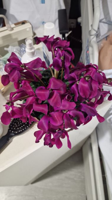 Lgonzalez.luis en Hamelin: Flora, Cyclamen persicum, #