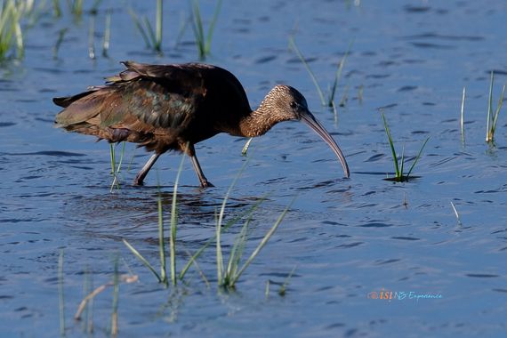 isidorogomez53 en Hamelin: Fauna  (Castelló d'Empúries), Plegadis falcinellus (Linnaeus, 1766), Morito comun, encontrado en EL Aigumolls de l'Emporda.

 #...