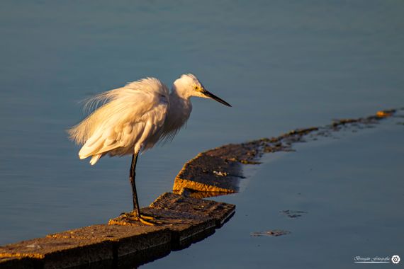 Breogán654 en Hamelin: Fauna  (Calp), Egretta garzetta (Linnaeus, 1766), #aves