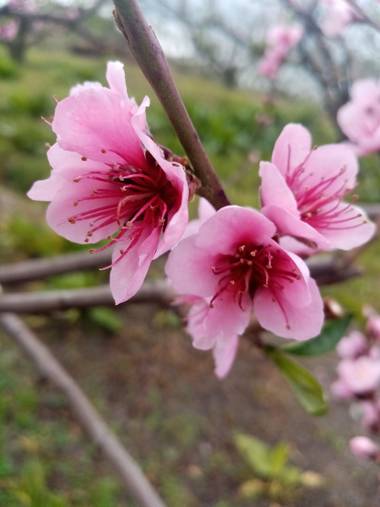 insecavivasjheidyyulied en Hamelin: Flora, Prunus persica, #flor de durazno 