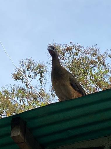 marigoz480 en Hamelin: Fauna  (Tame), #ave 

