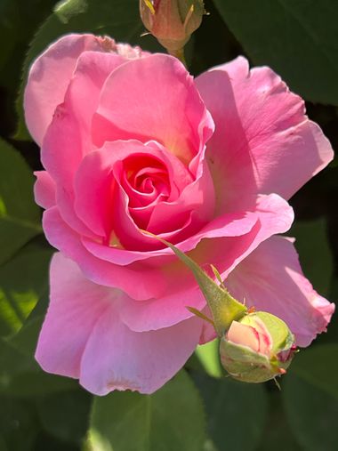 Eudimer20 en Hamelin: Flora, #flora 