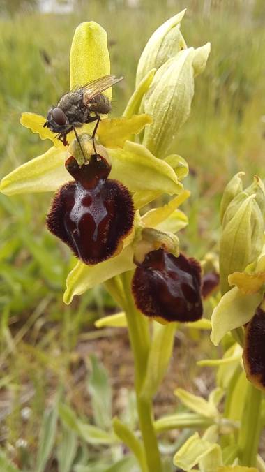 Corina en Hamelin: Fauna  (Vitoria), #mosca#flor#primavera