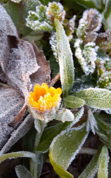 Naomi en Hamelin: Flora  (Barcelona), #mañanahelada#flor#invierno20