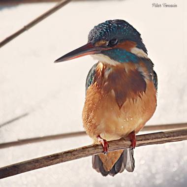 Yatoma66 en Hamelin: Fauna  (Madrid), Alcedo atthis (Linnaeus, 1758), En plena nieve destaca más sus colores
#invierno20 