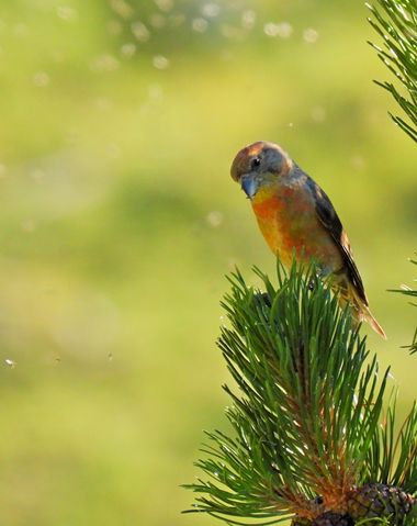 Georginaag en Hamelin: Fauna  (Queralbs), Loxia curvirostra Linnaeus, 1758, #fauna #birds 