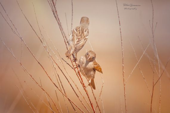 Yatoma66 en Hamelin: Fauna  (Santa Pola), Passer domesticus (Linnaeus, 1758), #gorriones#aves#nature