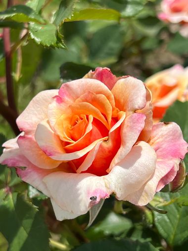 Eudimer20 en Hamelin: Flora, #flower