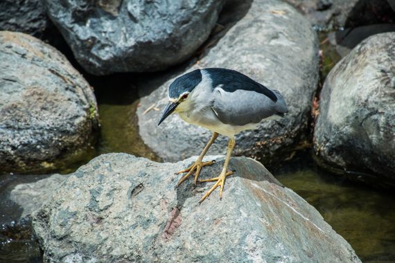 Quiemi Scorpio en Hamelin: Fauna  (Las Palmas de Gran Canaria), Nycticorax nycticorax (Linnaeus, 1758), #Ave 